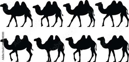 Camel silhouette collection featuring walking dromedary and Bactrian camel poses, desert animal outlines for design, illustration, branding, decoration, and artwork