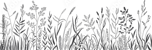 Wild meadow grass silhouettes, botanical plant line art collection, natural foliage illustration set, decorative floral elements for design, nature graphics