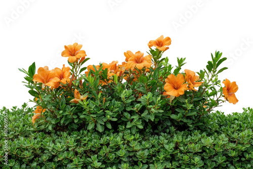 A vibrant bush of green foliage with orange flowers, against a solid black background