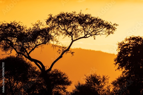 Quadro su tela African Savanna Sunset Silhouette with Acacia Trees