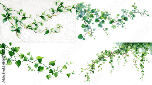A delicate watercolor illustration of green trailing vines with fresh leaves, arranged in flowing botanical compositions that create a natural decorative border on a clean white background.