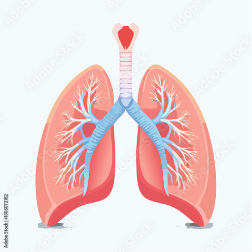 Anatomically precise vector of human lungs, trachea, and bronchial structures, isolated on white, ideal for medical diagrams and educational content.