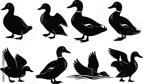 Black duck silhouette vector collection, flying bird illustration set, standing waterfowl, walking animal posture, wildlife design, nature artwork, decorative graphic element