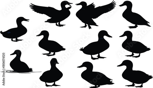 Black duck silhouette vector collection, flying duck illustration set, swimming waterfowl, standing bird, wildlife design, nature animal graphic, decorative artwork