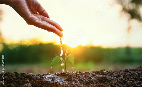 hand is pouring water on a small plant