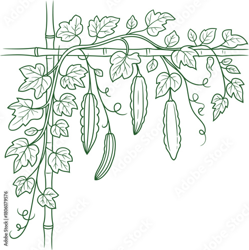 A detailed illustration of bitter melon vines climbing a bamboo trellis