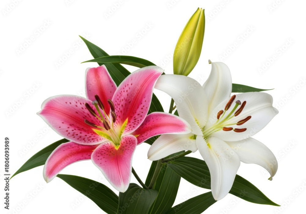 Fototapeta premium Pink and white lily flowers with green leaves isolated on white background