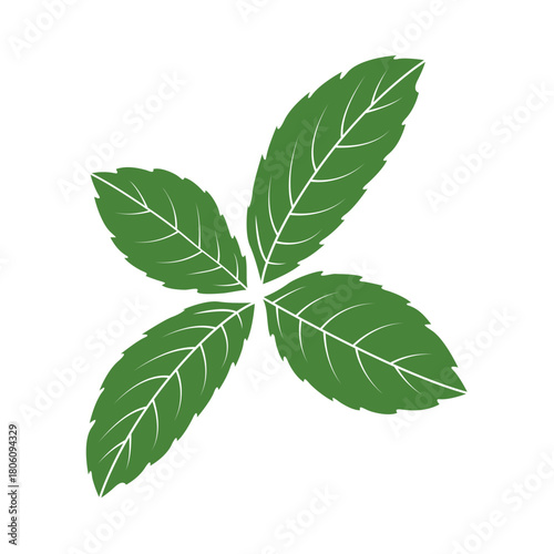 Illustration of Fresh Green Mint Leaves