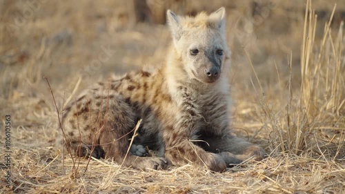 On the African savannah in the early morning, a hyena cub lies in the grass, close-up shot