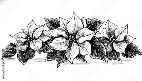 Artistic black and white poinsettia border. Hand-drawn ink sketch of traditional Christmas flowers for festive decoration