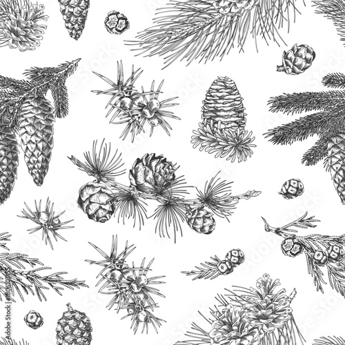 Seamless wallpaper of coniferous tree branches and cones, vintage engraved hand-drawn style.