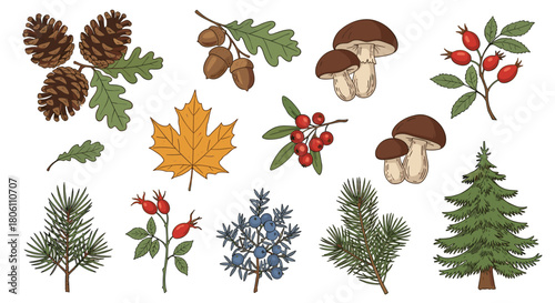 An illustrative collection of autumn and forest elements, showcasing pinecones, oak leaves, maple leaf, mushrooms, berries, and evergreens.