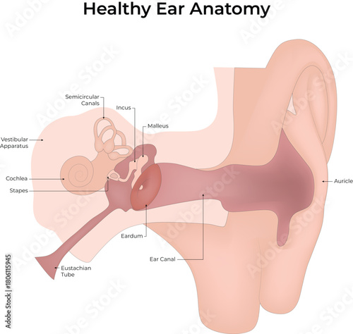 Healthy Human Ear Anatomy Diagram Vector Illustration