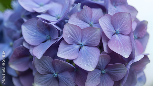 Vibrant purple hydrangea flower illustration showcasing delicate petals and lush bloom in natural light