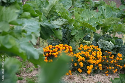 Traditional Mediterranean plant and orange flowers