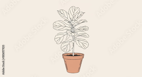 Outline Drawing Fig Plant in Terracotta Pot