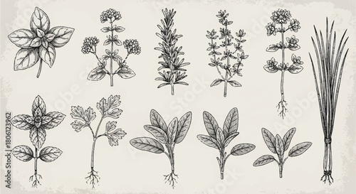 Set of Engraving Style Botanical Illustrations of Culinary Herbs Including Sage, Mint, and Hyssop