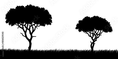 Acacia trees in a African grass field isolated on transparent background, black silhouette illustration