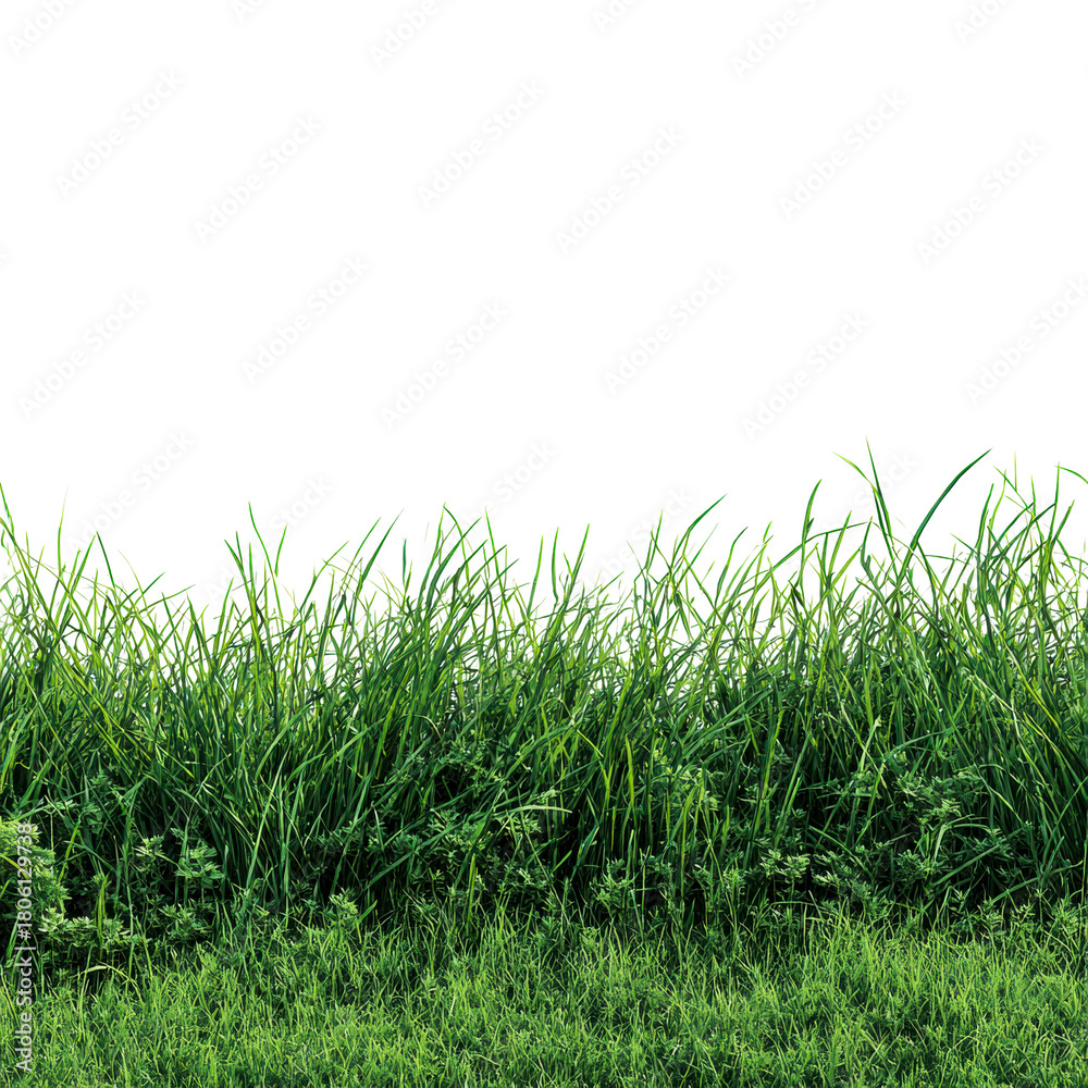 Fototapeta premium Green grass border on white background on a transparent background, cut out