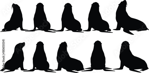 Sea lion silhouettes collection, black fur seal vector, marine mammal poses, ocean wildlife illustration, aquatic animal set, zoo creature icons, isolated on white background