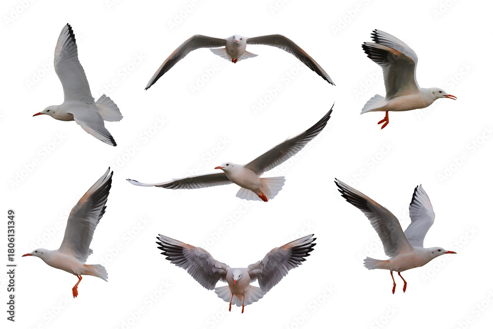 Φωτογραφία Collage of seven Slender-billed Gulls isolated on transparent background png fil