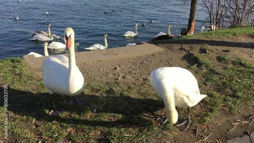 swans on the lake