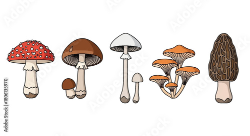 Set of Various Wild Mushrooms, Edible and Foraging Fungi, Nature and Botanical Illustration