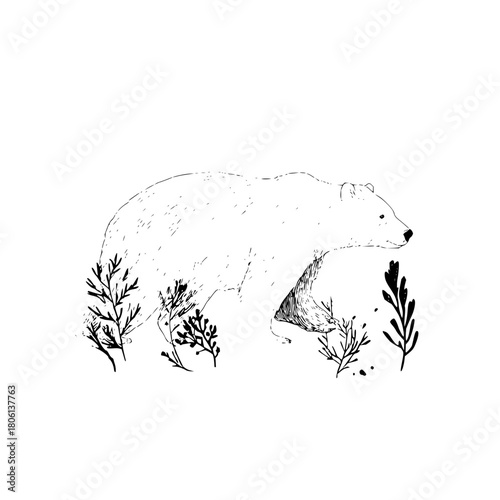 Bear illustration animal wildlife nature forest mammal drawing sketch black and white line art design graphic 100