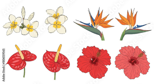 Collection of Vibrant Tropical Flowers: Plumeria, Bird of Paradise, Anthurium, and Hibiscus Vector Illustration Set
