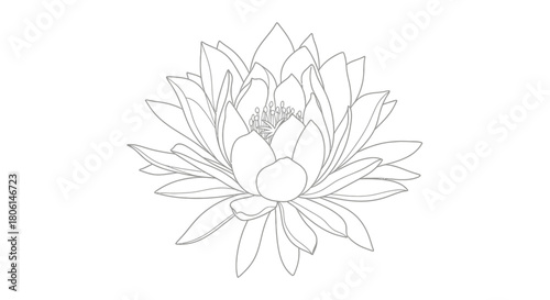 Detailed line art illustration of a blooming lotus flower, isolated on white.