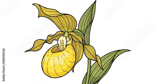 Illustration of a yellow lady's slipper orchid with green leaves, isolated on a white background.