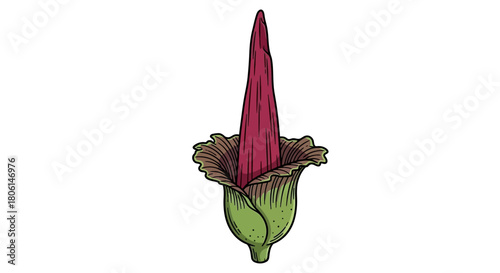 Detailed illustration of a blooming Amorphophallus titanum, showing its unique structure.