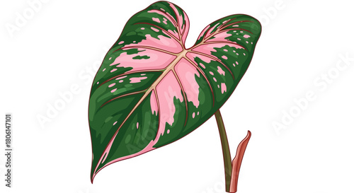 Illustration of a single Philodendron Pink Princess leaf with pink and green variegation, isolated on a white background.