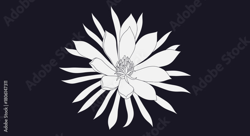 A white, stylized flower with elongated petals is centered against a dark background.