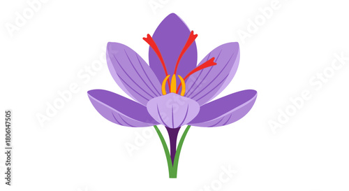 Saffron flower illustration showing purple petals, red stigmas, and green stem against a white background.
