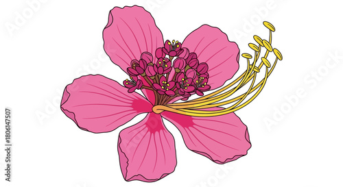 Illustration of a pink flower with prominent stamens and pistils, isolated on a white background.