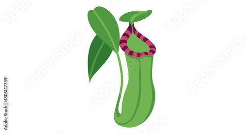 Illustration of a green pitcher plant with leaves and a striped, maroon-colored lip against a white background.