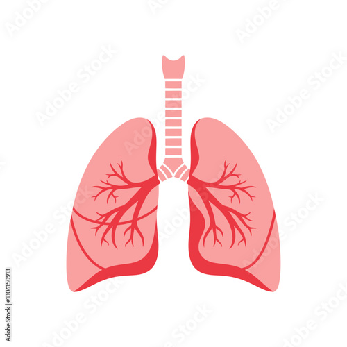Illustration of Human Lungs and Trachea for Medical Purposes.