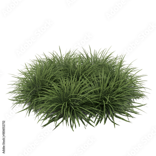 A cluster of vibrant green grass isolated on a stark black background