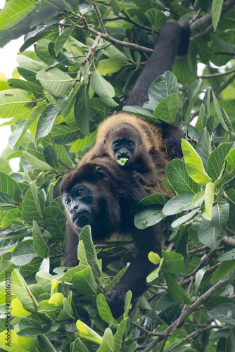 Howler monkey mother with baby on the back