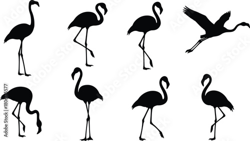 Flamingo Silhouette Set Featuring Standing, Walking, Feeding, and Flying Poses for Nature, Wildlife, and Illustration Use