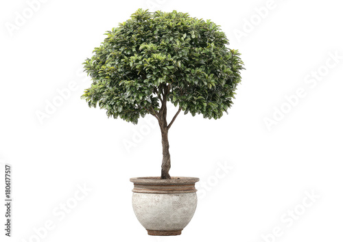 Potted topiary with dark leaves, against black backdrop