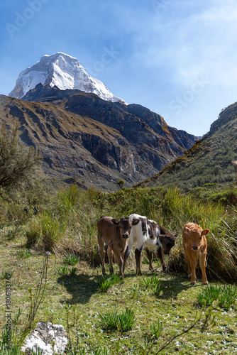 cows in the mountains