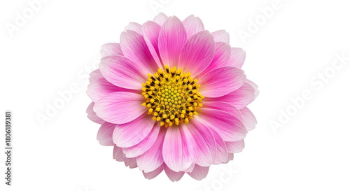 Pink Dahlia Flower With Yellow Center On Black Background