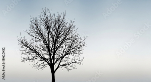 A solitary tree stands silhouetted against a muted sky, its bare branches reaching upwards in a stark and minimalist composition, isolated on