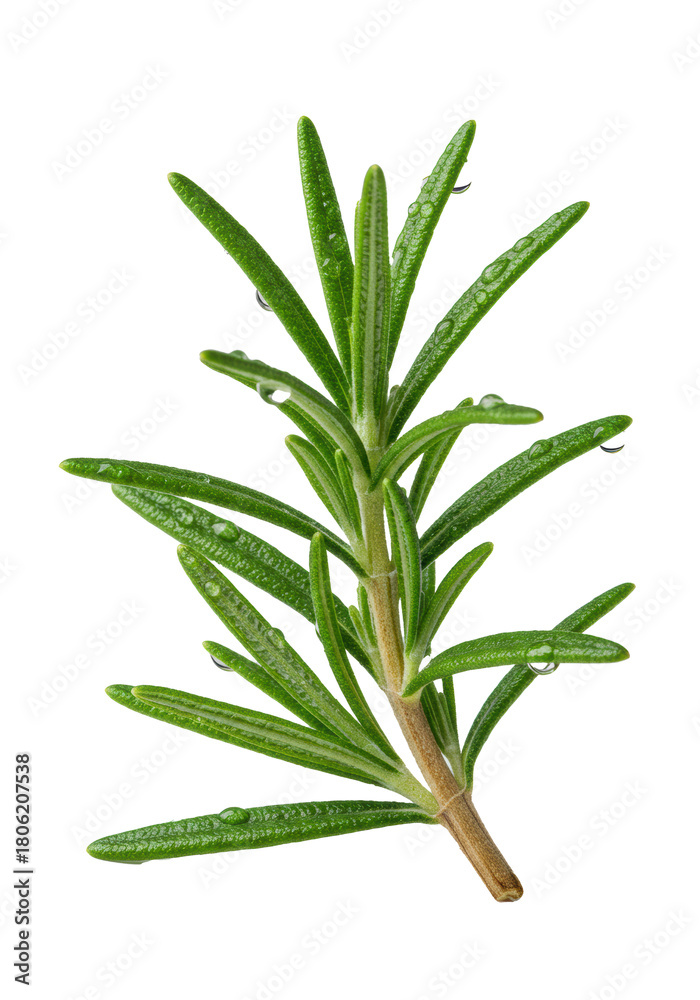 Fototapeta premium Ultra-detailed extreme macro of a single, vibrant emerald rosemary sprig covered in dew drops and natural fuzz, isolated on a transparent background. concept of precision food photography