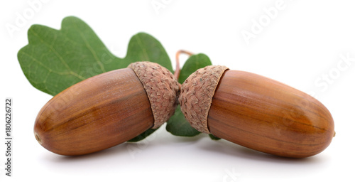 Brown acorns with green oak leaves isolated on white