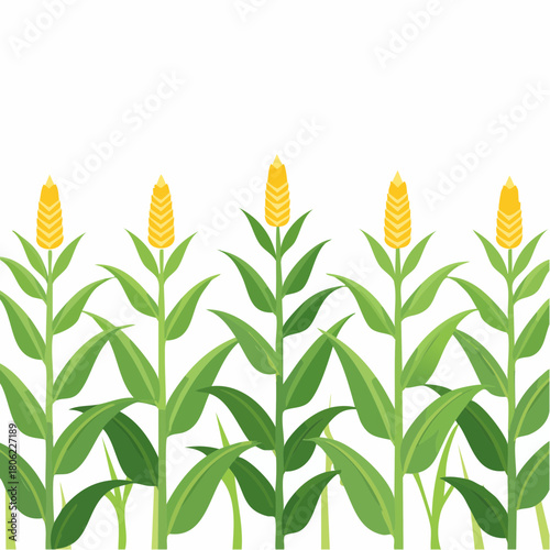 A seamless border illustration of cartoon corn stalks with lush green leaves and vibrant yellow cobs, isolated on a white background