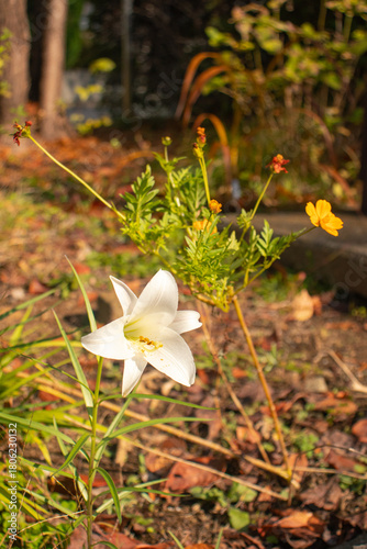 Flowers and plants bring beauty, color, and calm to any space.