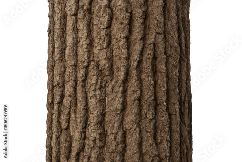 Tree bark texture with rough brown surface providing natural wood background and transparent elements